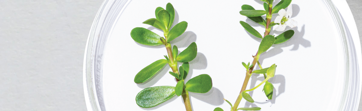 Brahmi