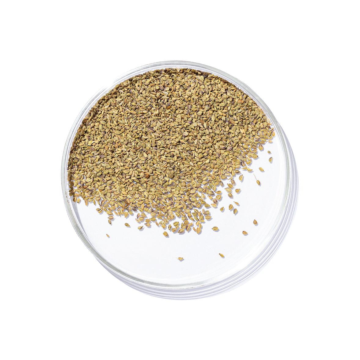 Ajwain (Trachyspermum ammi)