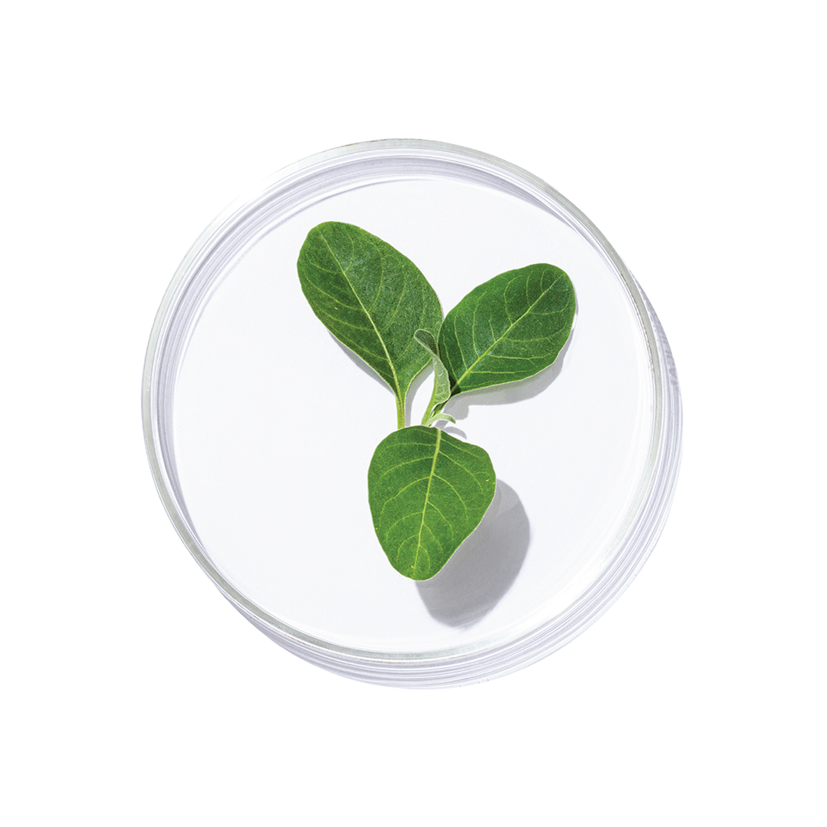 Ashwagandha TT (Withania somnifera)