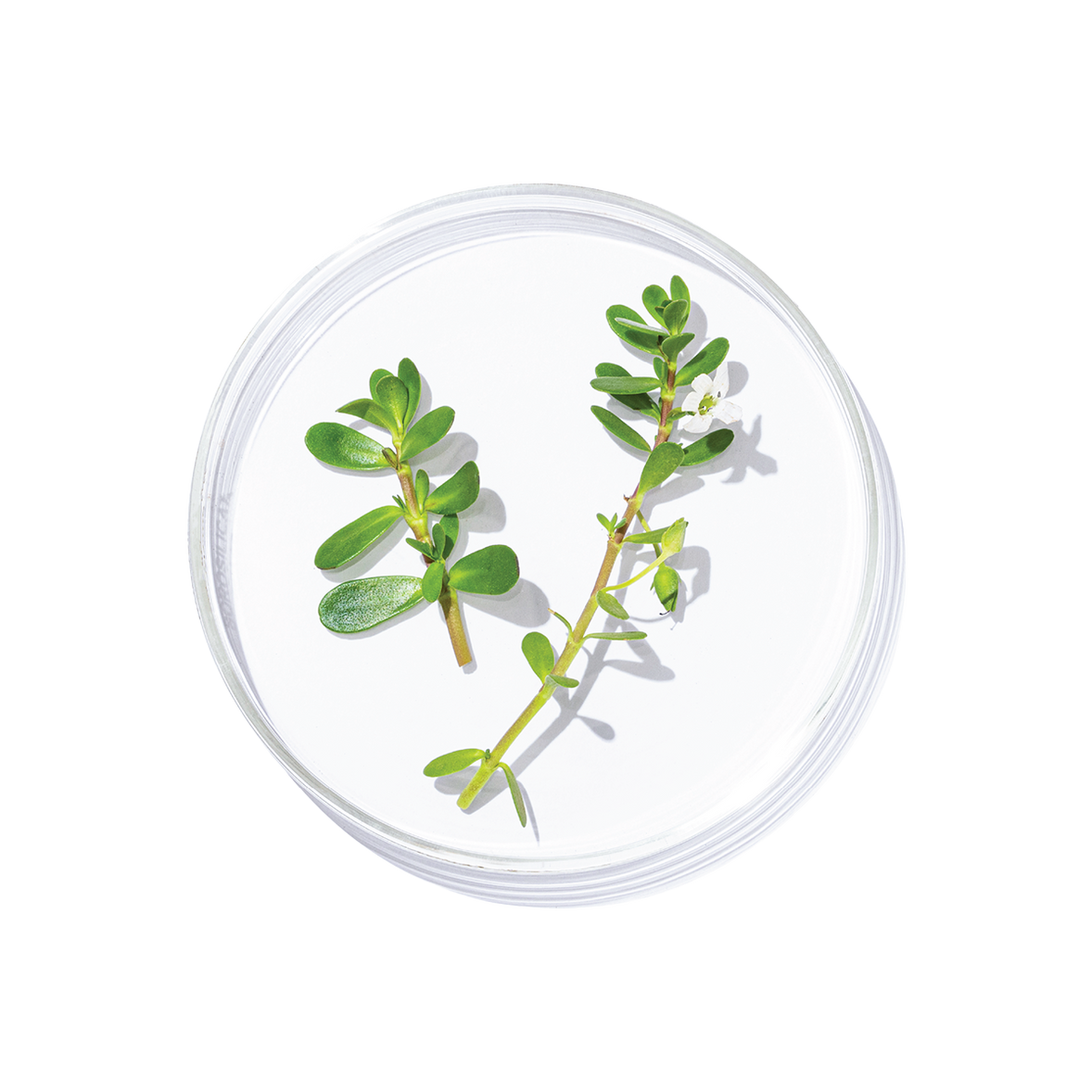 Brahmi (Bacopa monnieri)