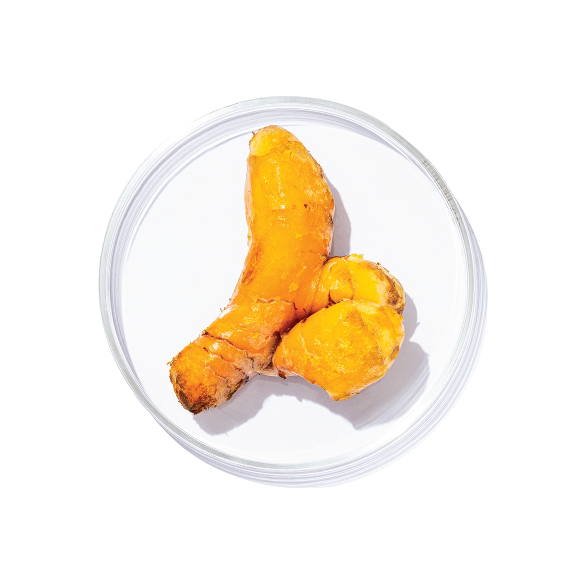 Haridra (Curcuma longa)