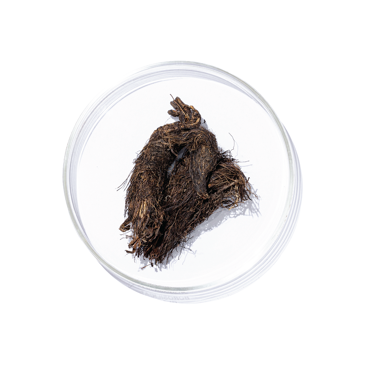 Jatamansi (Nardostachys jatamansi)