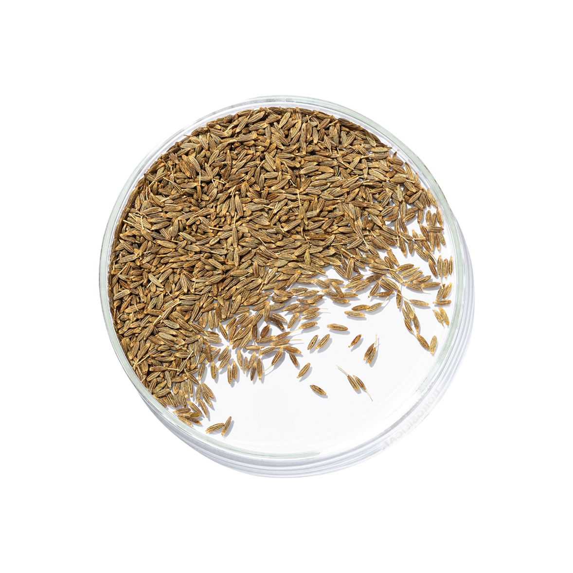 Jeera (Cuminum cyminum)