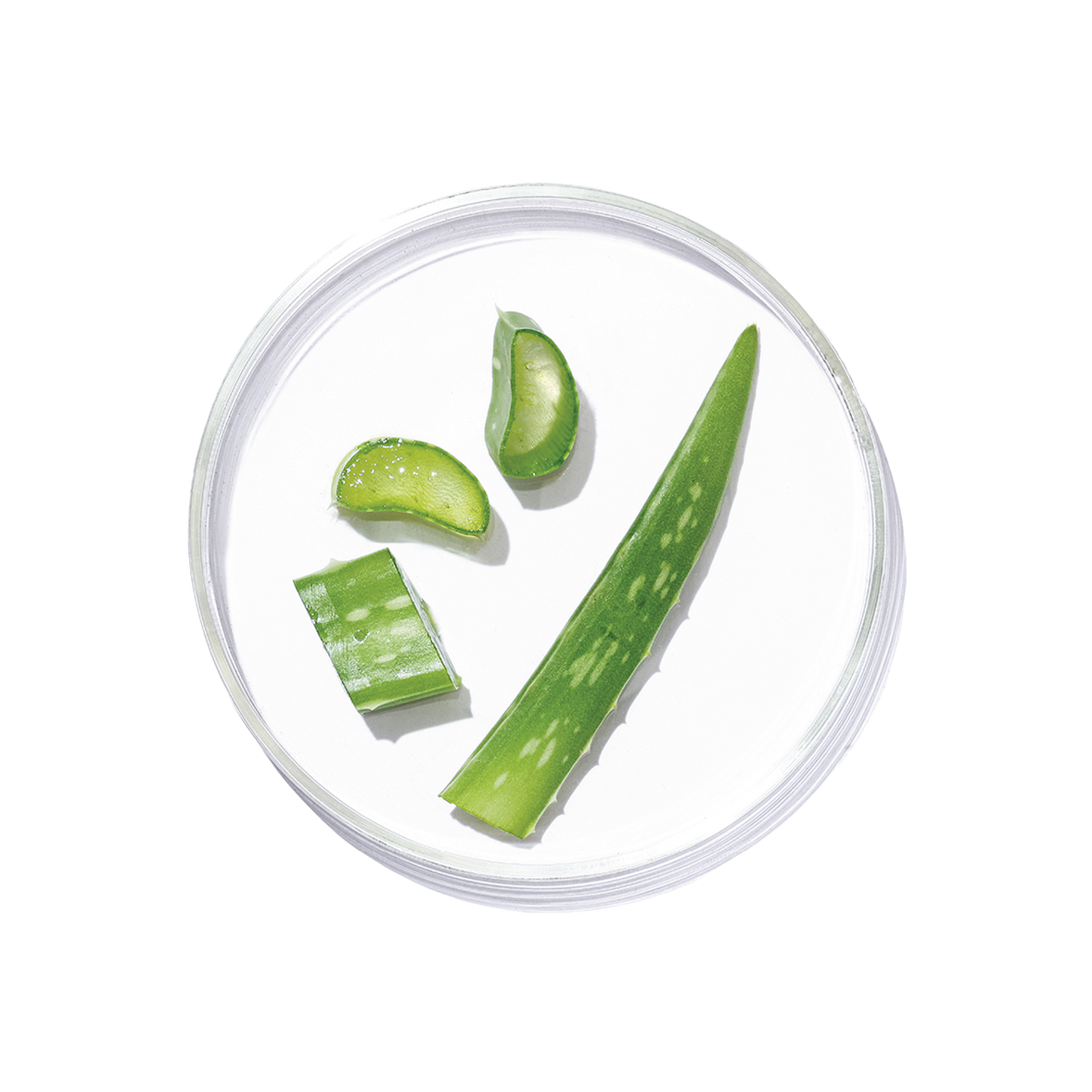 Aloe Vera (Aloe barbadensis Miller)