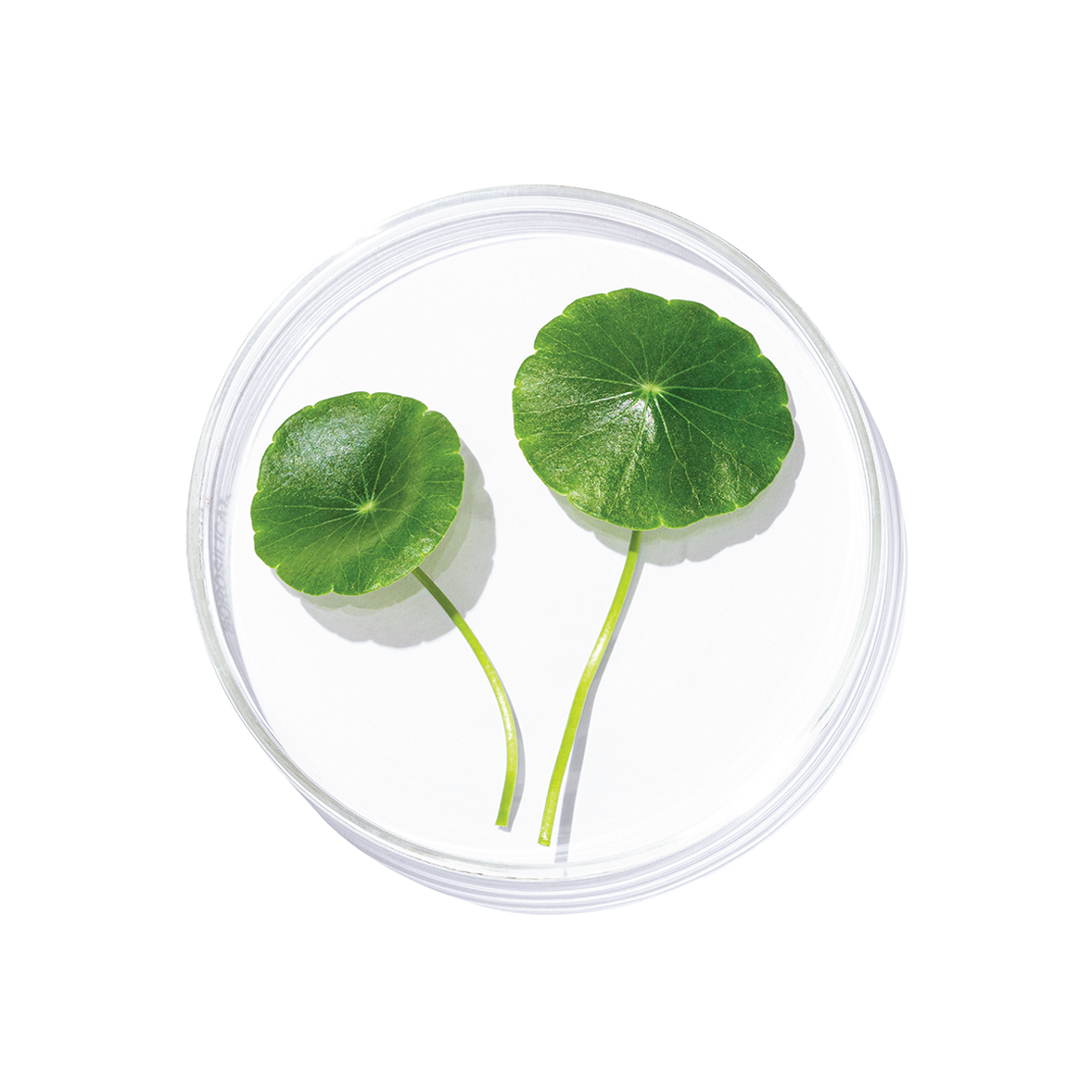 Mandukaparni (Centella asiatica)