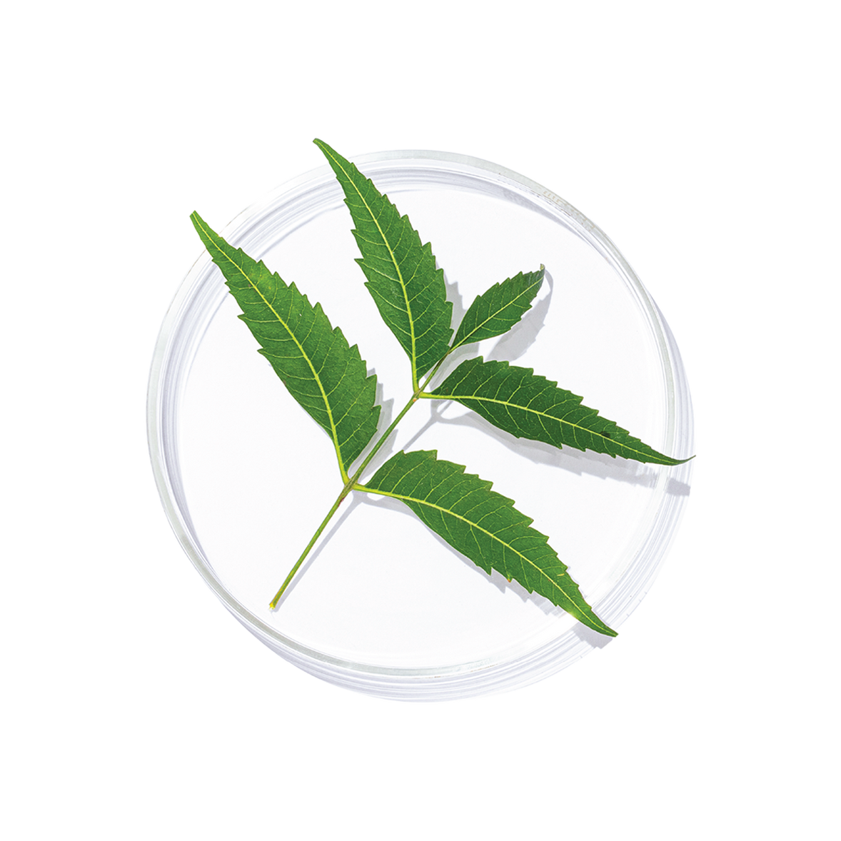 Neem (Azadirachta indica)