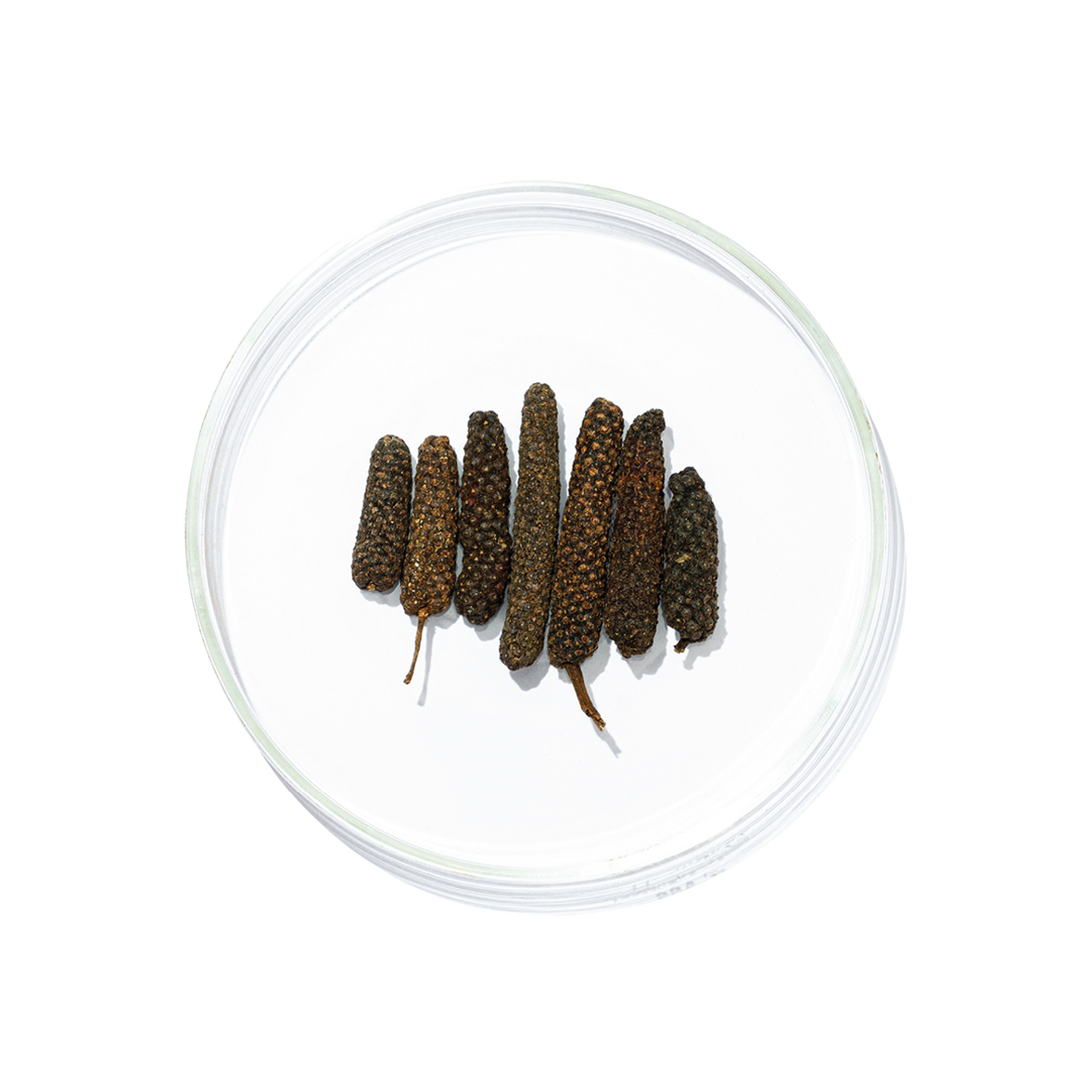 Pippali (Piper longum)