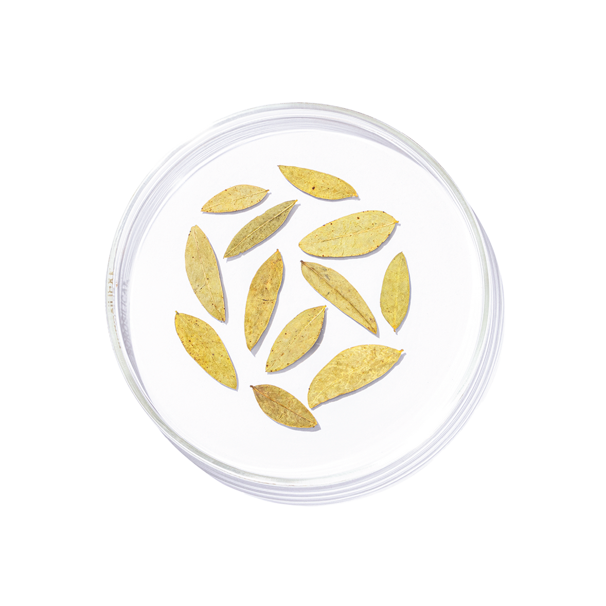 Rasna (Pluchea lanceolata)
