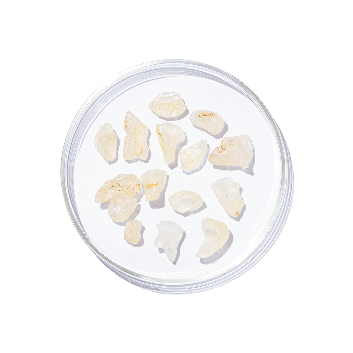 Shallaki (Boswellia serrata)