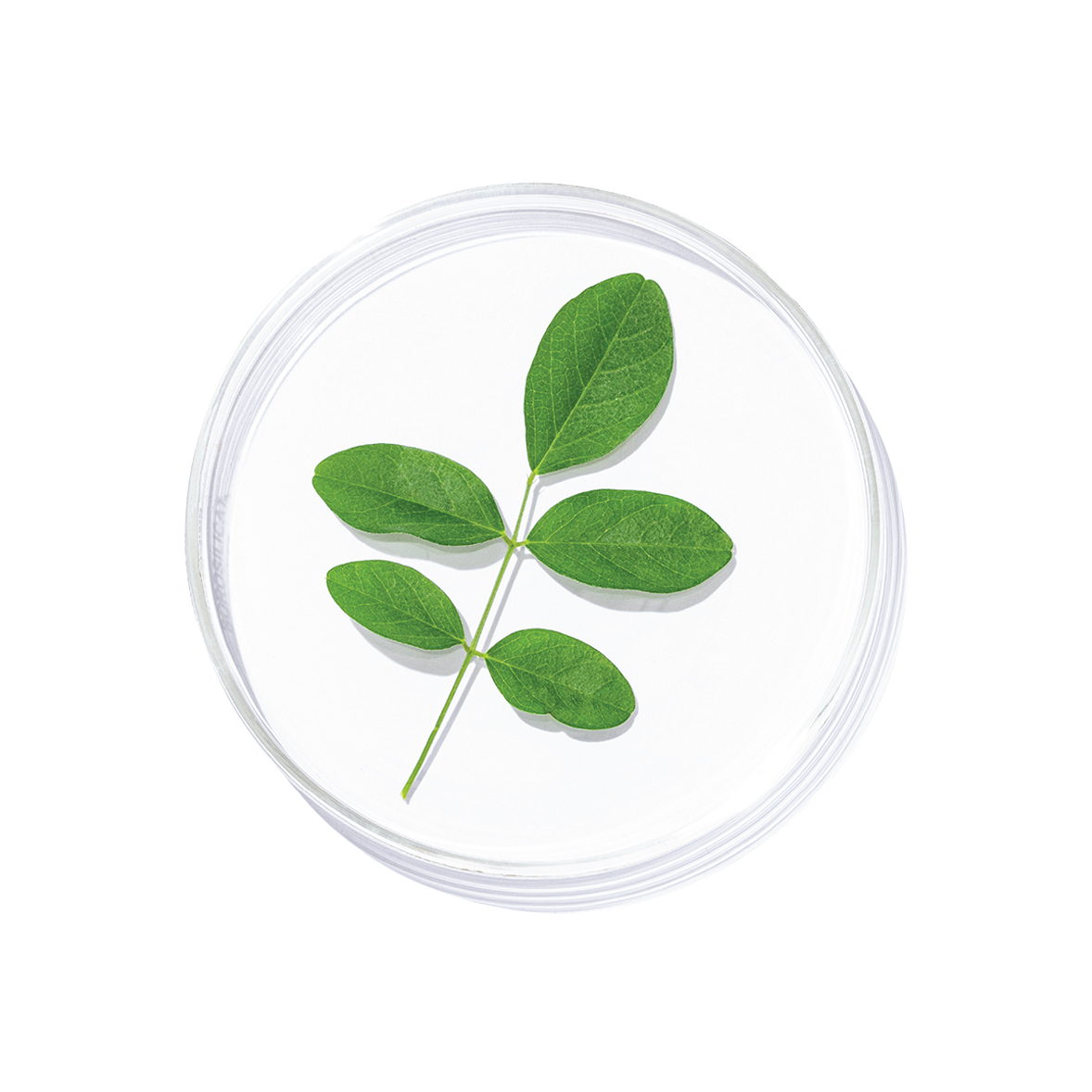 Shankhapushpi (Convolvulus pluricaulis)