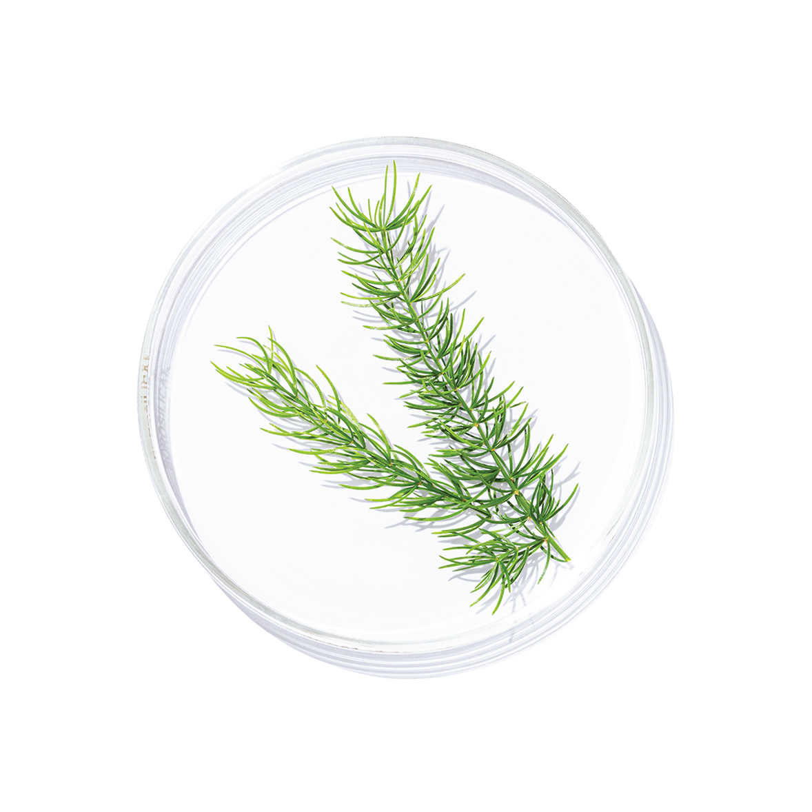Shatavari (Asparagus racemosus)