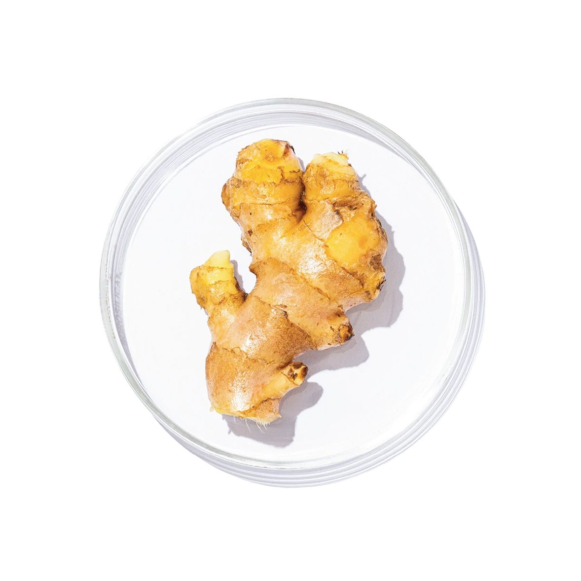 Shunthi (Zingiber officinale)