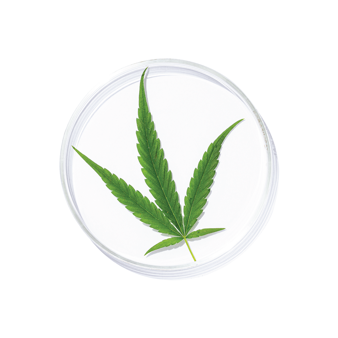 Vijaya Leaf Extract (Cannabis Leaf Extract)